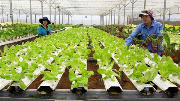 Phát triển kinh tế tuần hoàn trong nông nghiệp: Cần hậu thuẫn và chung tay của các cấp chính quyền