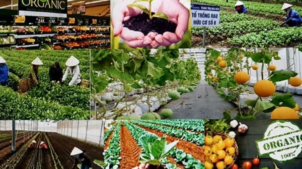 Sản xuất nông nghiệp tiếp tục tăng trưởng khả quan