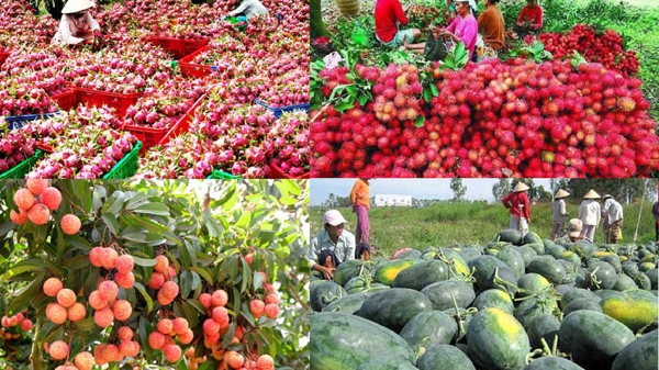Xuất siêu ngành rau quả giảm mạnh do xuất khẩu giảm, nhập khẩu tăng quá mạnh