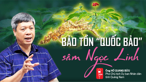 Bảo tồn “quốc bảo” sâm Ngọc Linh 