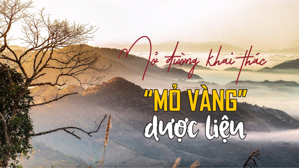 Mở đường khai thác “mỏ vàng ” dược liệu
