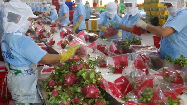 Xuất khẩu nông sản sang Trung Quốc vẫn cần được khai thông