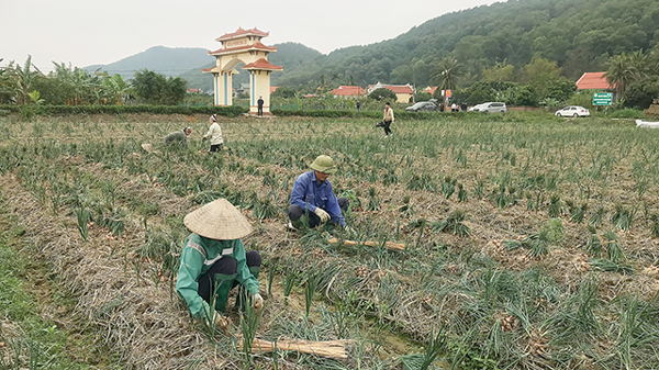 Nông thôn mới đi lên từ nông nghiệp xanh 