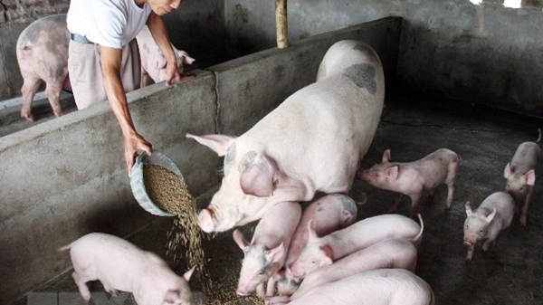 Chăn nuôi nông hộ trước nguy cơ bị “xóa sổ”