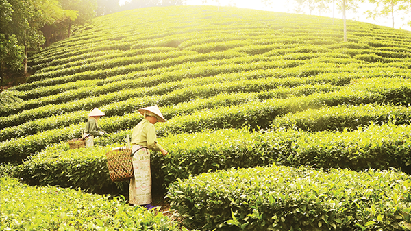 Nỗ lực “nâng sao” OCOP để rộng đường xuất khẩu