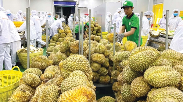 Xuất khẩu rau quả “bùng nổ”, dự kiến sẽ đạt 5 tỷ USD ngay trong năm 2023