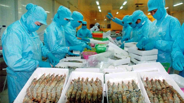 Xuất khẩu tôm sẽ tăng trưởng trở lại nhờ các yếu tố tích cực của thị trường