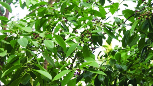 Mở hướng phát triển kinh tế rừng từ “vương mộc” đàn hương