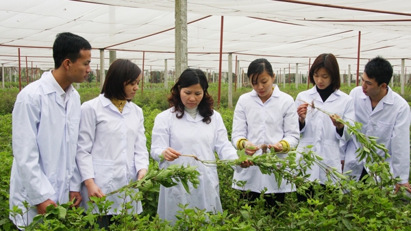 Ngành dược liệu Việt Nam vẫn còn những điểm yếu, chưa xây dựng được thị trường