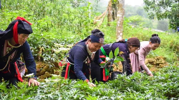 Doanh nghiệp dược liệu “than thở” không vay được vốn