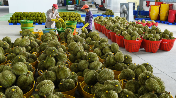 Chuỗi nông sản quá lỏng lẻo: Cần chế tài gắn kết