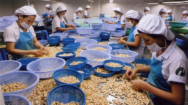 Xuất khẩu điều sang Mỹ và Trung Quốc tăng trưởng hơn 30%