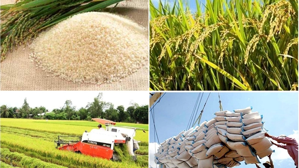 Năm 2024: Thời cơ “vàng” gia tăng xuất khẩu gạo