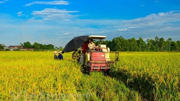 Nông nghiệp năm 2023: Thủy sản nuôi trồng tăng khá, sản lượng lúa lập kỷ lục 43,5 triệu tấn