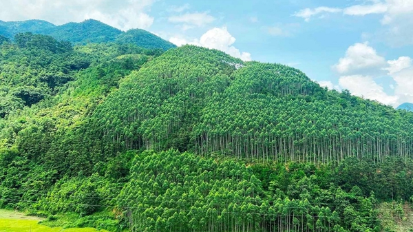 Lần đầu tiên Việt Nam bán thành công tín chỉ carbon rừng với trị giá 51,5 triệu USD