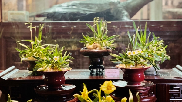 Trưng bày hoa Thủy Tiên nghệ thuật 2024