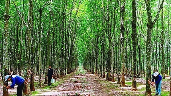 Đảm bảo tính hợp pháp của cao su nguyên liệu nhập khẩu
