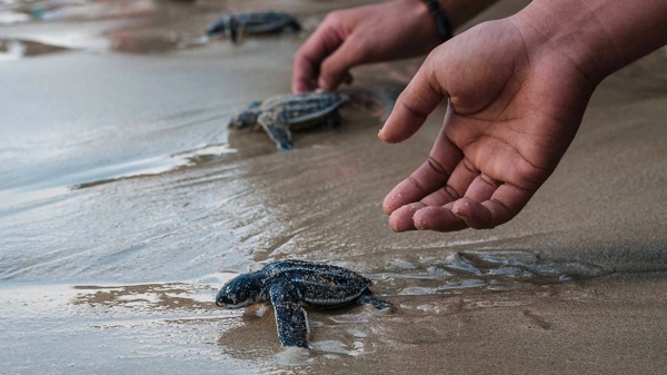 Du lịch giúp “chữa lành” môi trường