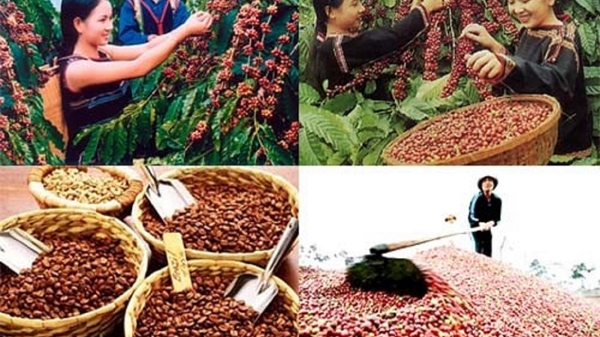 Xuất khẩu cà phê 2024 có thể lên tới 6 tỷ USD, mức cao nhất trong lịch sử