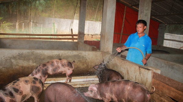 Sơn La đã dập tắt dịch tả lợn châu Phi