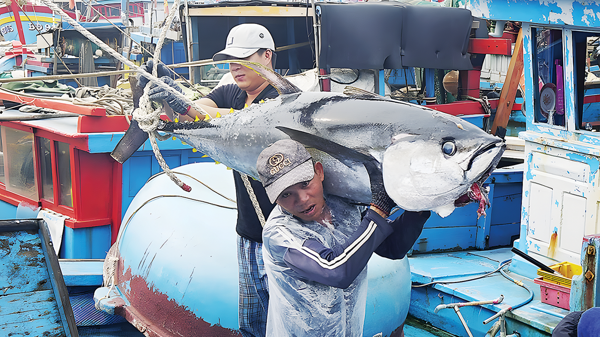 Chế biến, xuất khẩu hải sản: Khó ngay từ “đầu vào”