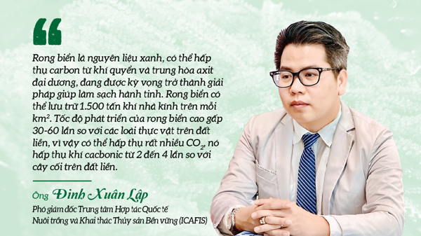 Rong biển khơi dậy tiềm năng kinh tế xanh của Việt Nam