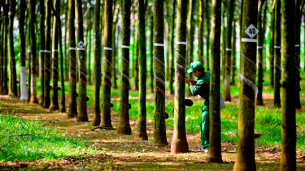 Tránh gián đoạn xuất khẩu trước quy định EUDR của EU