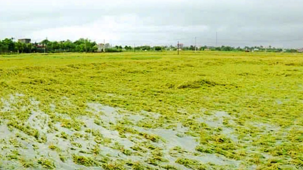 Các doanh nghiệp chung tay hỗ trợ giống, phân bón giúp nông dân khôi phục sản xuất