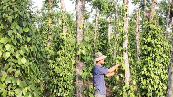 Xuất khẩu hồ tiêu năm 2024 sẽ lập kỷ lục 1,3 tỷ USD 