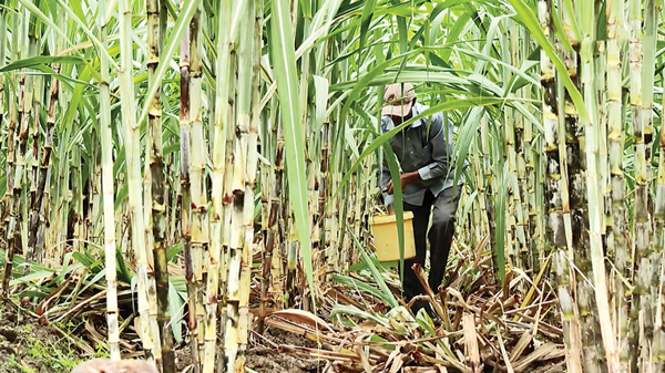 Người trồng mía ở Gia Lai hướng tới bán tín chỉ carbon