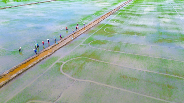 Nông dân xuất sắc sản xuất gạo hữu cơ