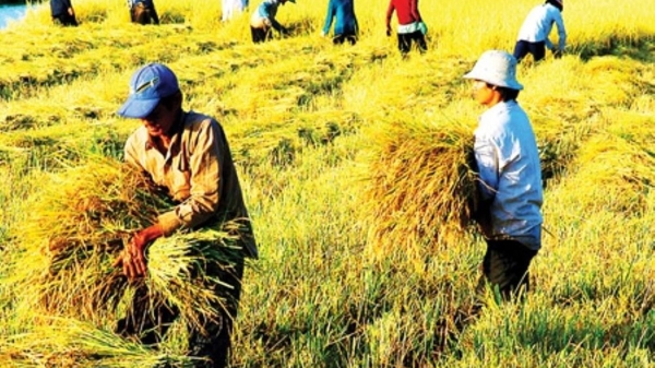 Sản xuất nông nghiệp biến động do ảnh hưởng của bão Yagi