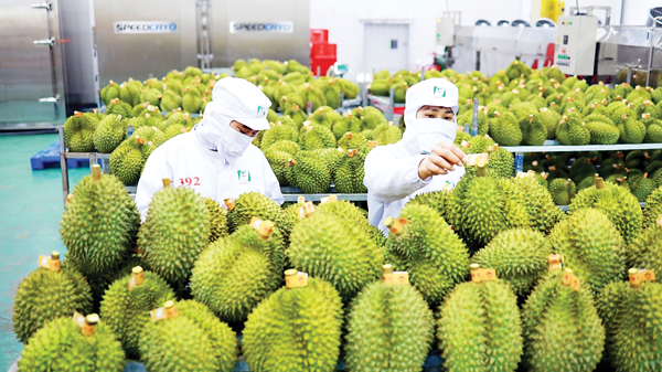 Hướng đi bền vững cho xuất khẩu rau quả sang Trung Quốc