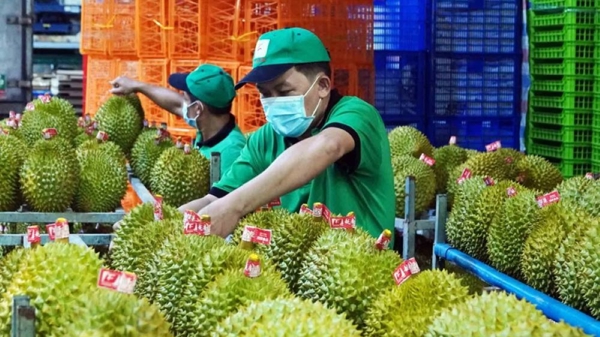 Xuất khẩu rau quả năm 2024 lập kỷ lục 7,12 tỷ USD, dự báo sẽ vượt ngưỡng 8 tỷ USD trong năm 2025