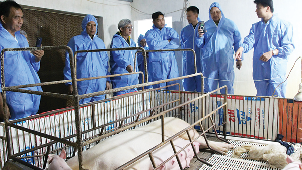 Người Việt Nam tìm ra vaccine dịch tả lợn châu Phi