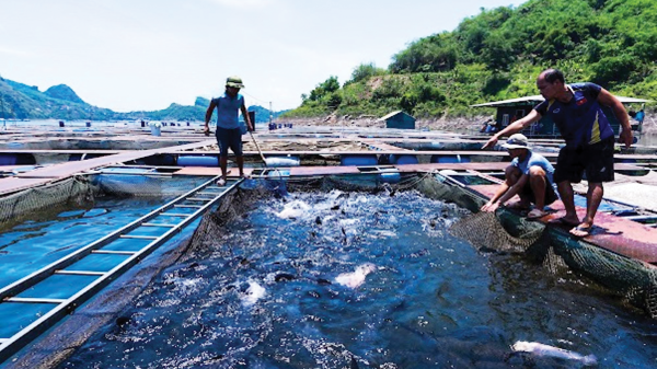 Cá Sông Đà xứng danh thương hiệu quốc gia