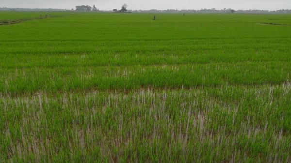 Sản xuất nông lâm ngư nghiệp khởi đầu thuận lợi