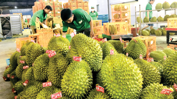 Xuất khẩu nông sản 2025: Mục tiêu tăng trưởng gặp nhiều thách thức