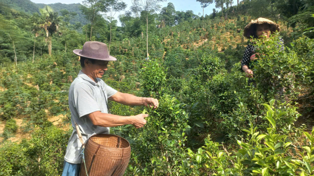Mở hướng phát triển kinh tế bền vững cho người Thái vùng cao Thanh Hóa từ cây chè bản địa