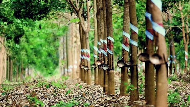 Đồng Nai kiến nghị Chính phủ thu hồi đất của ngành cao su để làm dự án