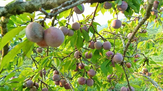 Chuyển đổi cây trồng, mở hướng làm kinh tế cho đồng bào Mông ở Mường Lát
