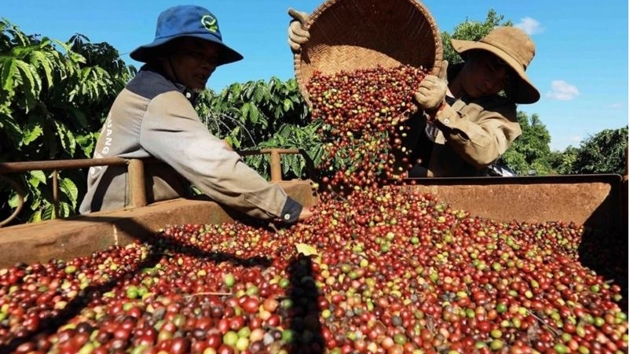 Coffee exports under impact from US tariff policy
