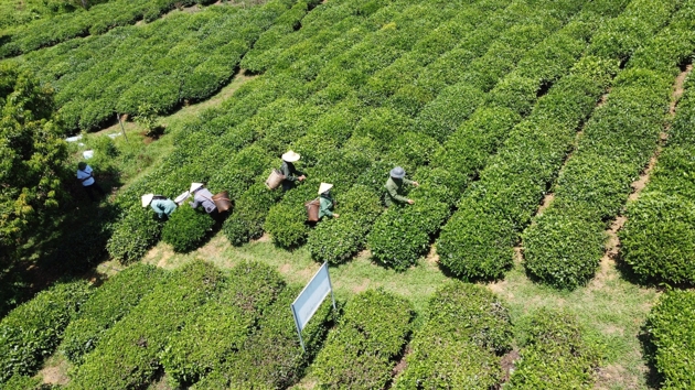 Hồi sinh vùng chè xanh, động lực phát triển mô hình kinh tế bền vững