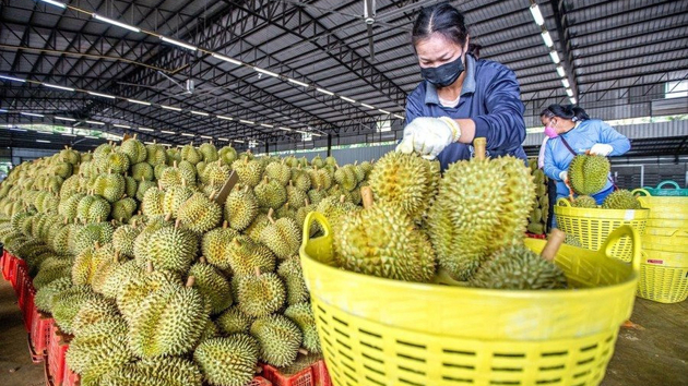 Trung Quốc siết kiểm dịch, xuất khẩu tại Lào Cai giảm sốc