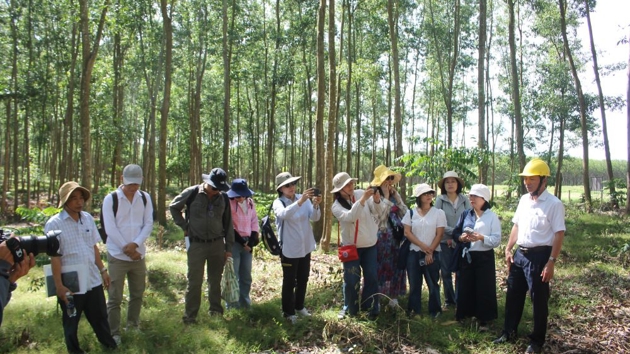 Thúc đẩy quản lý rừng bền vững từ các mô hình trồng rừng chu kỳ dài