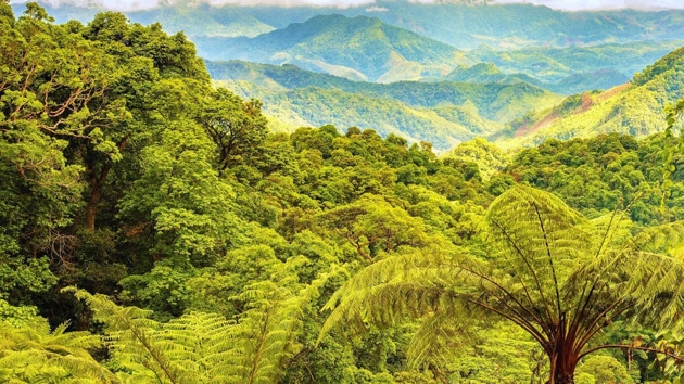 Hơn 326 tỷ đồng từ ERPA đến tay những người giữ rừng Quảng Trị