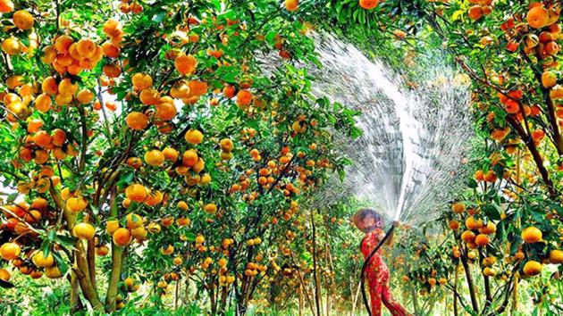 Tien Giang Fruit Festival 2024 set to open in June