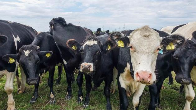 Nước đầu tiên trên thế giới áp thuế phát thải gần 100 USD/con bò