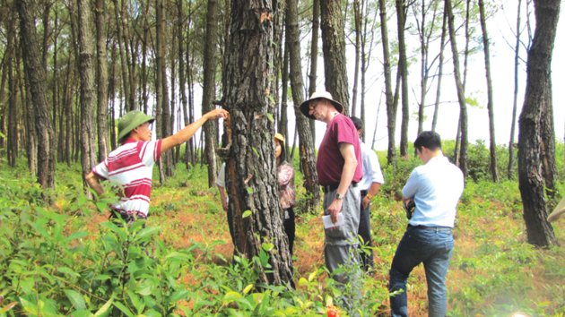 Forestry businesses invest in sustainable certifications ahead of EU regulations