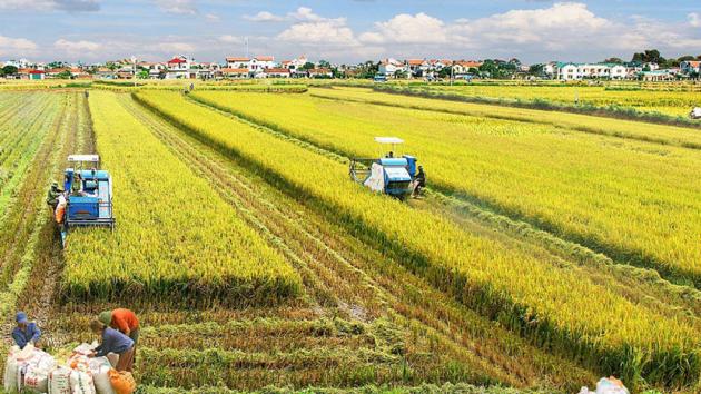 Thái Bình sáp nhập Hưng Yên: Hướng tới nền kinh tế nông nghiệp Top 1 đồng bằng sông Hồng